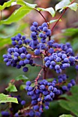 MAHONIA AQUIFOLIUM, (OREGON GRAPE)