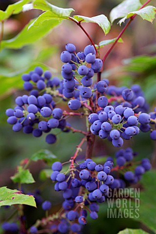 MAHONIA_AQUIFOLIUM_OREGON_GRAPE