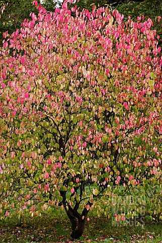 EUONYMUS_LATIFOLIUS