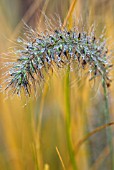 PENNISETUM ALOPECUROIDS HAMELN