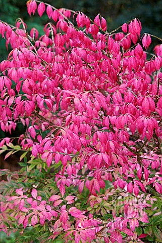 EUONYMUS_ALATUS