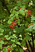 VIBURNUM DILATATUM