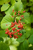 VIBURNUM DILATATUM