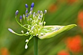 AGAPANTHUS CASCADE