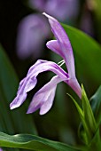 ROSCOEA AURICULATA