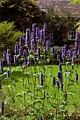 AGASTACHE BLUE FORTUNE