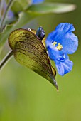 COMMELINA COELESTIS