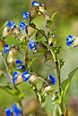 COMMELINA COELESTIS