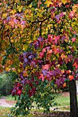 LIQUIDAMBAR STYRACIFLUA