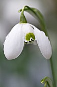 GALANTHUS HIPPOLYTA