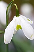 GALANTHUS OPHELIA