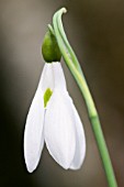 GALANTHUS JAMES BACKHOUSE