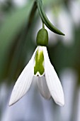 GALANTHUS WASP