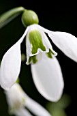 GALANTHUS LORD LIEUTENANT