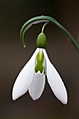 GALANTHUS WASP