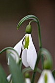 GALANTHUS GEORGE ELWES