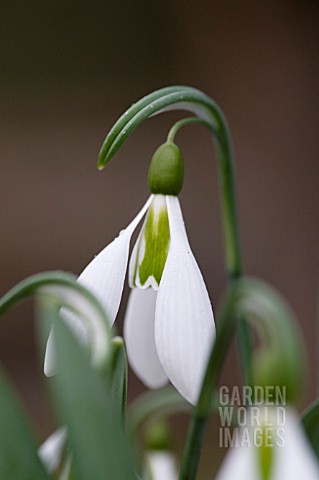 GALANTHUS_GEORGE_ELWES