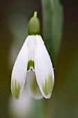 GALANTHUS VIRIDAPICE