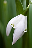 GALANTHUS LADY BEATRIX STANLEY