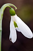 GALANTHUS ELWESII J HAYDIN