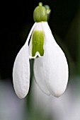 GALANTHUS LORD LIEUTENANT