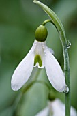 GALANTHUS PLICATUS COLOSSUS