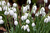 GALANTHUS DIONYSUS