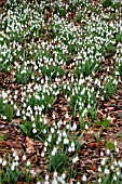 GALANTHUS S ARNOTT