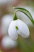 GALANTHUS HIPPOLYTA