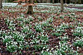 GALANTHUS HIPPOLYTA AT COLESBOURNE MANOR GARDENS