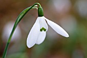 GALANTHUS ELWESII MRS McNAMARA