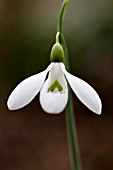 GALANTHUS PLICATUS COLOSSUS