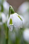 GALANTHUS RODMARTON