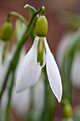 GALANTHUS DING DONG