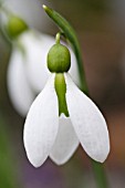 GALANTHUS MERLIN