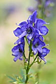 ACONITUM HENRYI SPARKS VARIETY