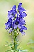 ACONITUM HENRYI SPARKS VARIETY MONKSHOOD