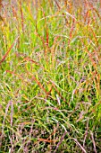 PANICUM VIRGATUM HANSE HERMES