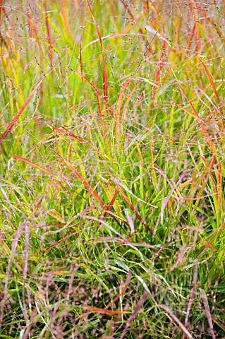 PANICUM_VIRGATUM_HANSE_HERMES