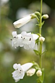 PENSTEMON WHITE BEDDER