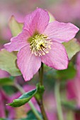 HELLEBORUS X HYBRIDUS WALBERTONS ROSEMARY