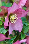 HELLEBORUS X HYBRIDUS WALBERTONS ROSEMARY