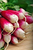 RADISH FRENCH BREAKFAST