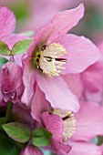 HELLEBORUS X HYBRIDUS WALBERTONS ROSEMARY