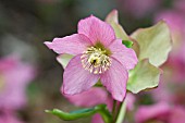 HELLEBORUS X HYBRIDUS WALBERTONS ROSEMARY