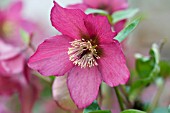 HELLEBORUS X HYBRIDUS WALBERTONS ROSEMARY