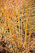 CORNUS SANGUINEA MIDWINTER FIRE