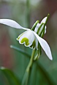 GALANTHUS GREATOREX DOUBLE