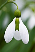 GALANTHUS MERLIN