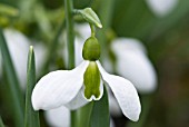 GALANTHUS TROTTERS MERLIN